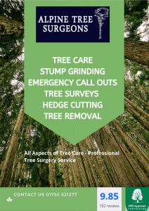 Different Tree Surgery Services in Essex